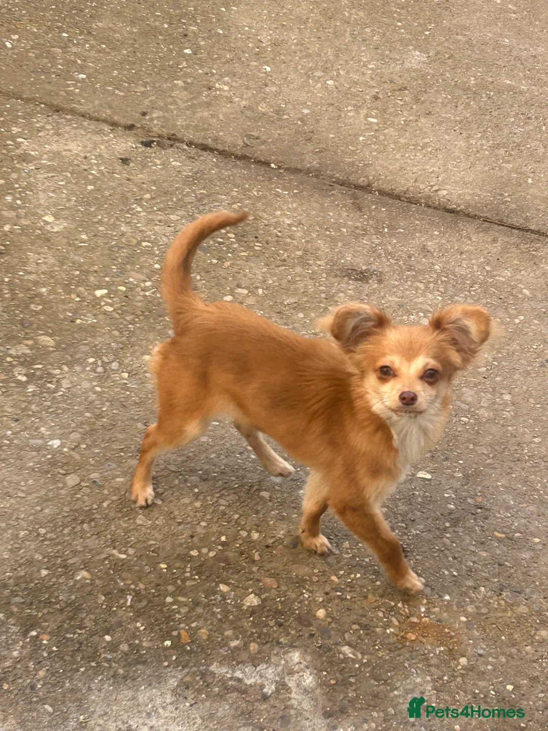 Chipoo dogs for sale: Female chihuahua  - Advert 1
