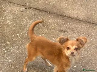 Chipoo dogs Female chihuahua - Advert 12