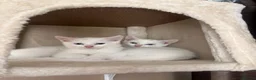 Mixed Breed cats for sale: Beautiful Kittens  - Advert 2
