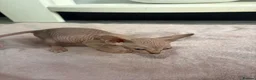 Sphynx cats for sale: Canadian sphynx kittens - Advert 10