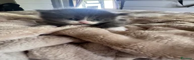 Mixed Breed Kitten 3