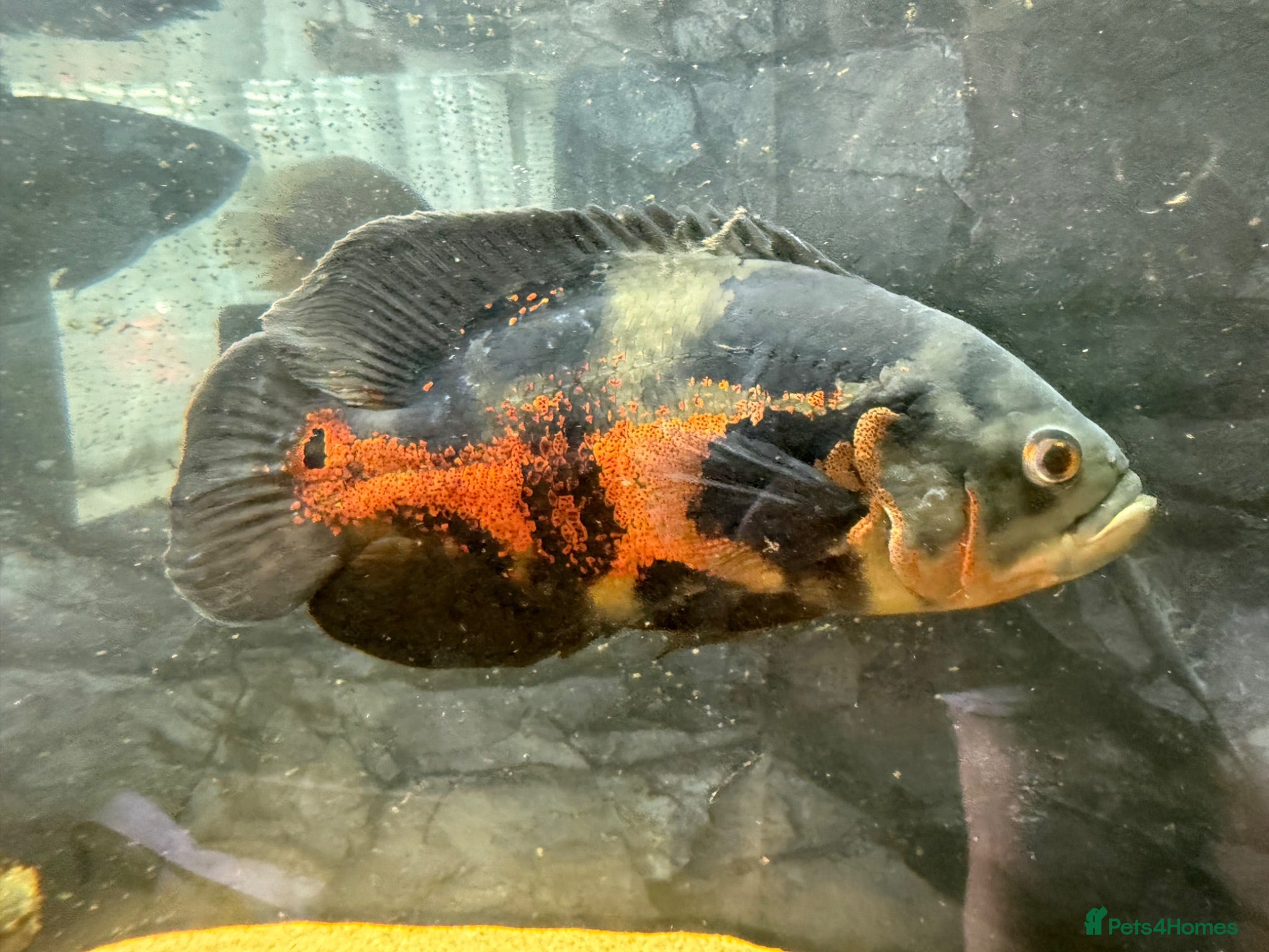 Cichlids fish Oscar’s and severums - Advert 5