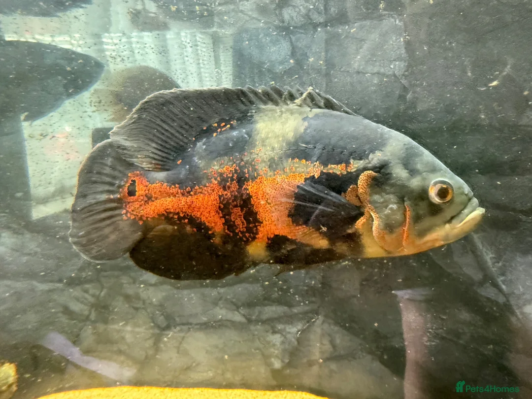 Cichlids fish for sale: Oscar’s and severums in Warrington - Advert 1