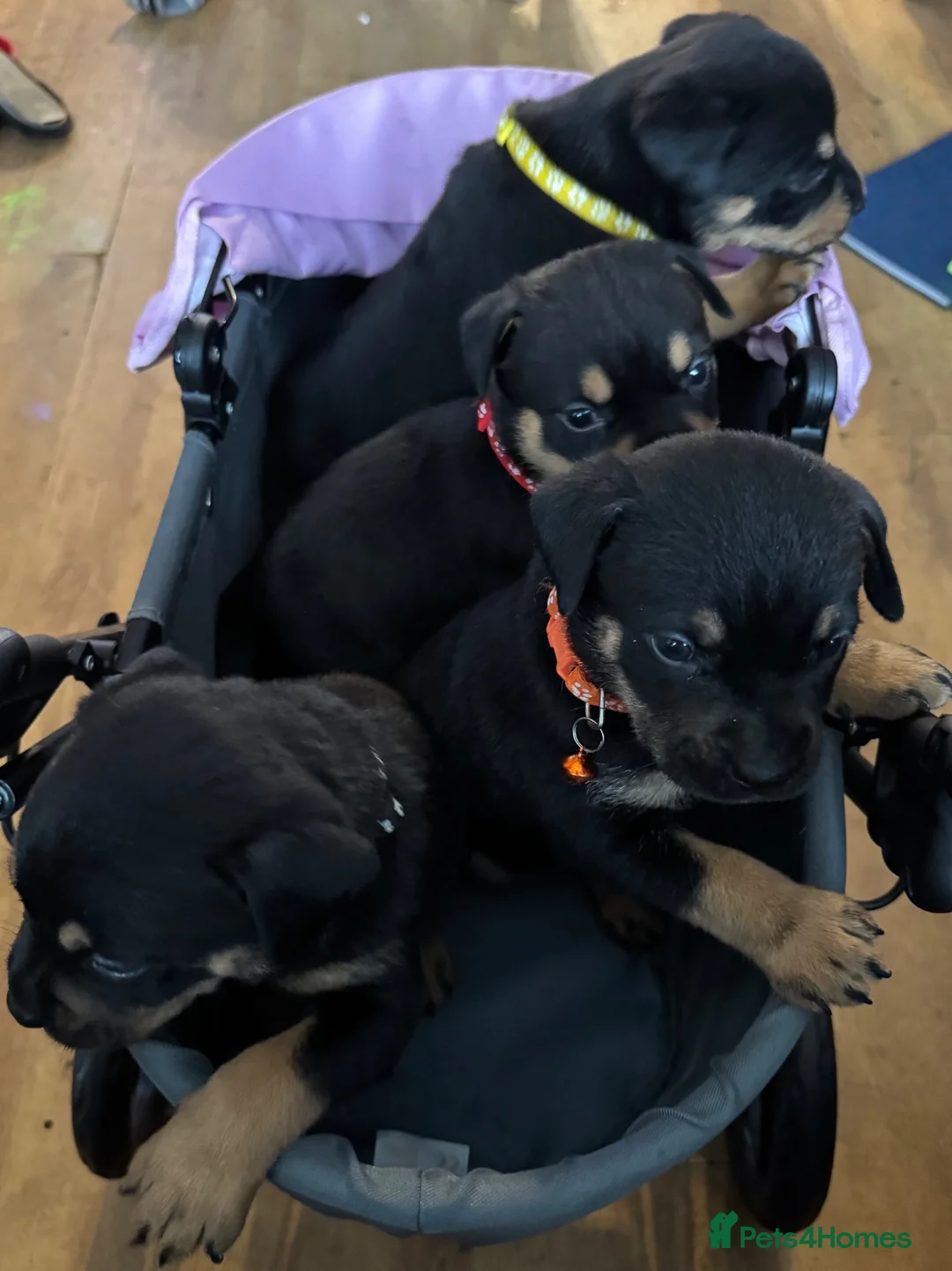 Mixed Breed dogs for sale: 3 boys 2 girls  - Advert 2