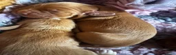 Cocker Spaniel dogs for sale: Outstanding Boys - Advert 21
