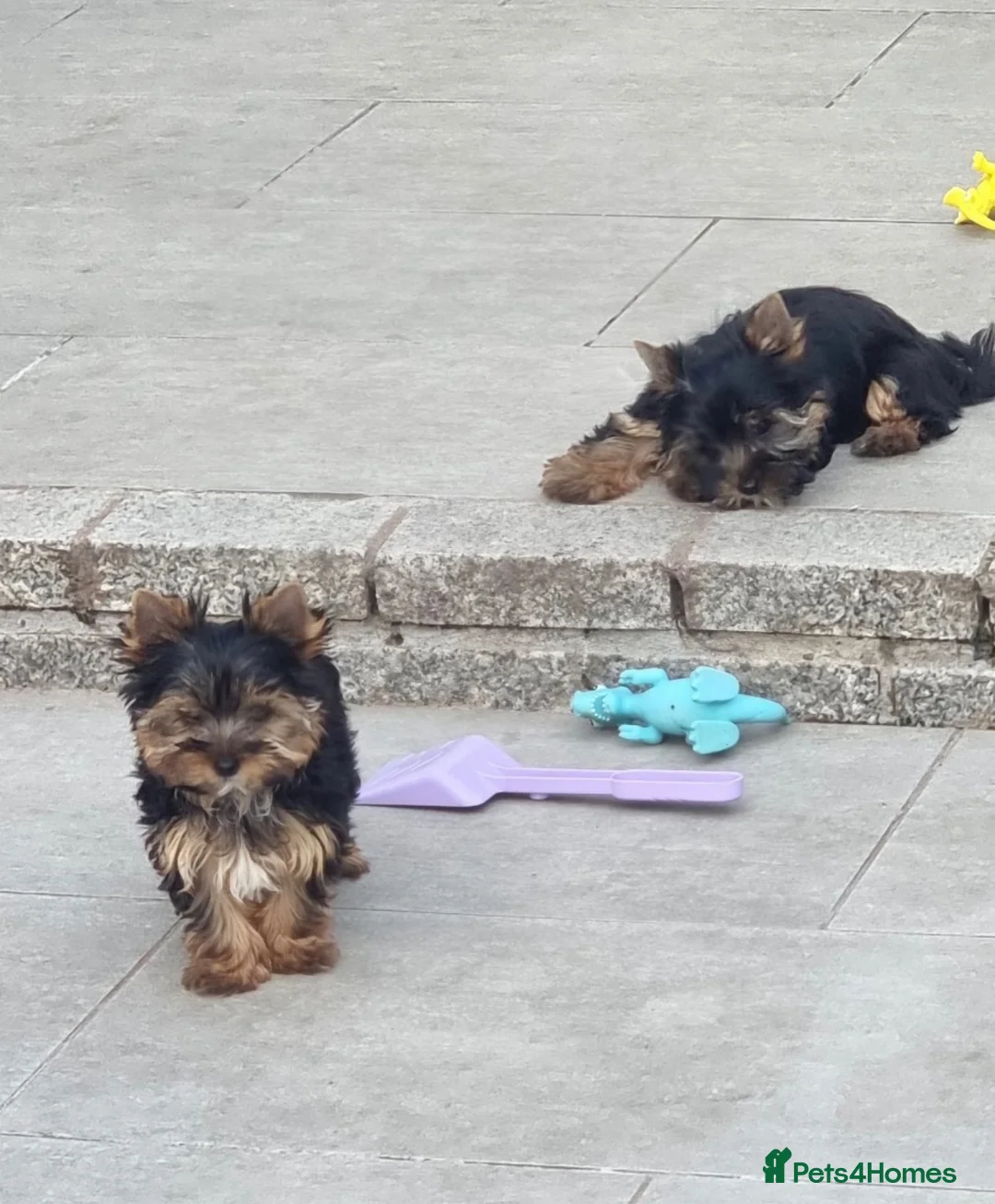 Yorkshire Terrier dogs for sale: Yorkshire terrier pups - Advert 10