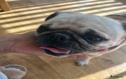 Pug dogs for adoption: 💖🐶 LOLA 🐶💖 - Image 12