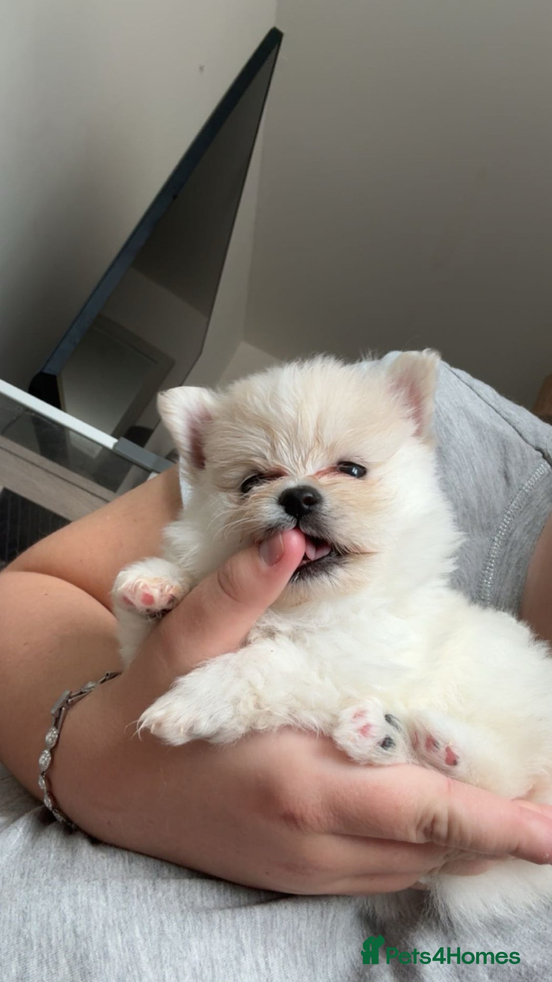 Pomeranian dogs for sale: Pomeranian pups🩵🩷 - Image 14