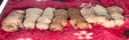 Golden Retriever dogs for stud: FANTASY FLY APRIL JOKE AT TRIARDER  in Doncaster - Advert 8