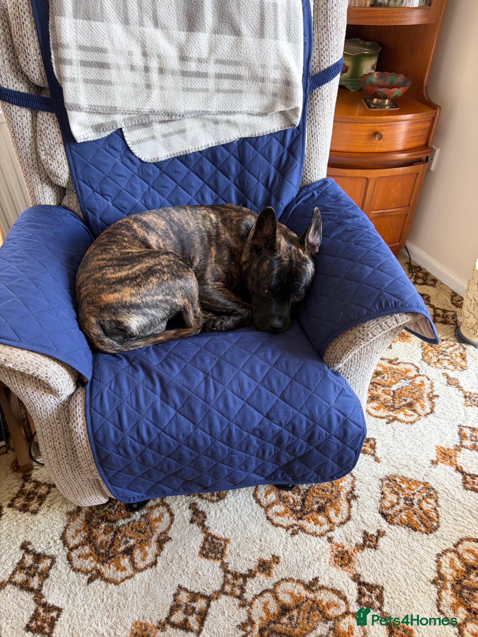 Mixed Breed dogs In need of a special home for our boy Dave  - Advert 1