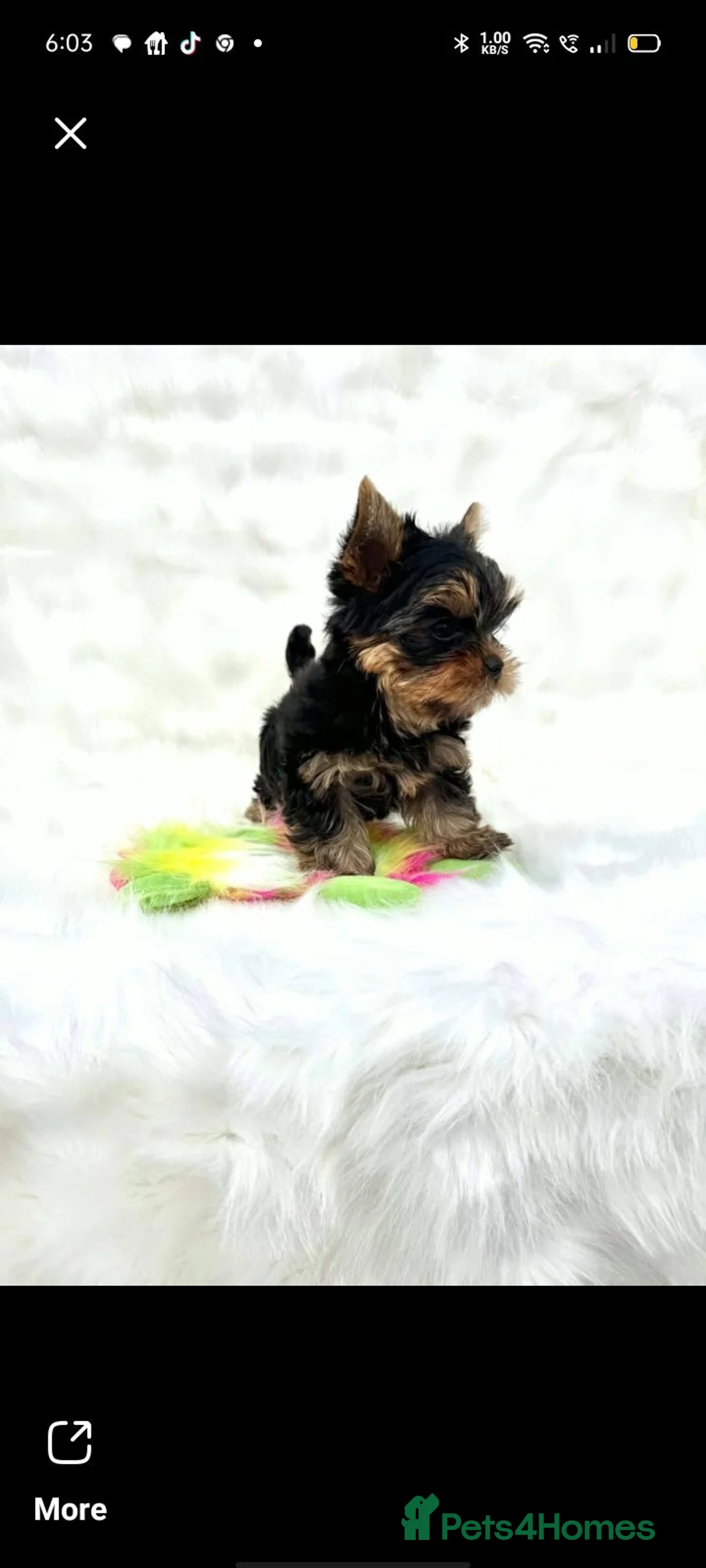 Yorkshire Terrier dogs for sale: Male Yorkshire Terrier pups  - Advert 2