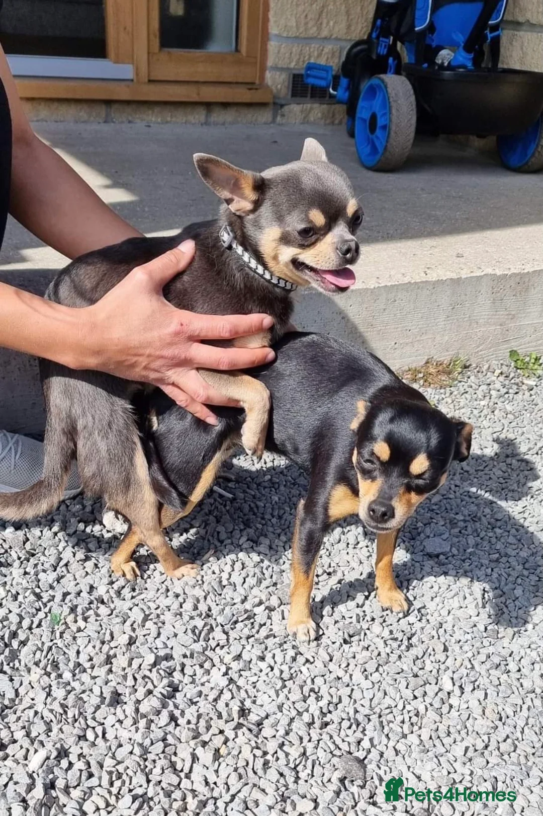 Chihuahua dogs for stud: Chihuahua stud (Romeo) in Sherborne - Advert 9