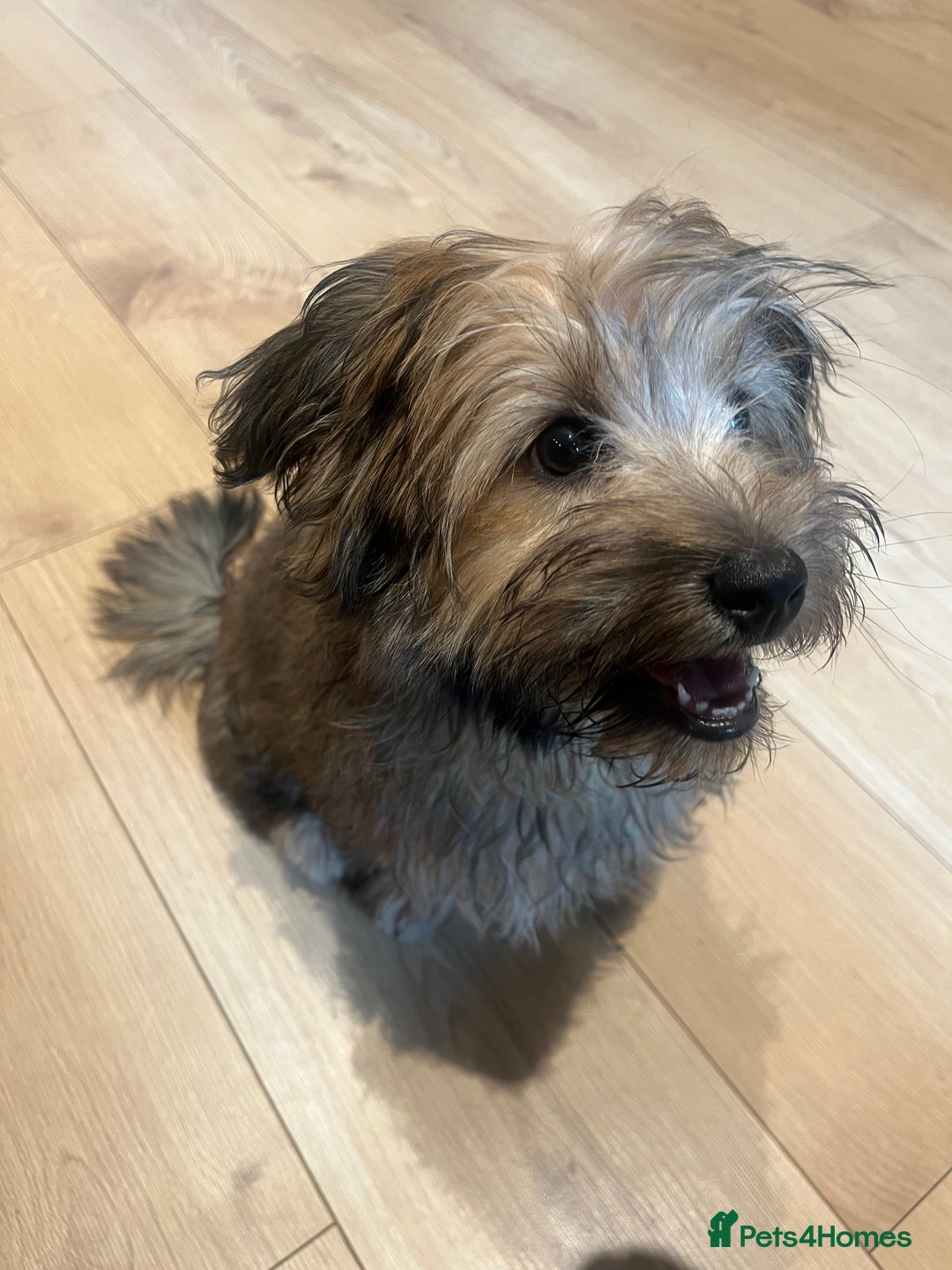 Mixed Breed dogs for sale: Rollo pollo  - Image 4