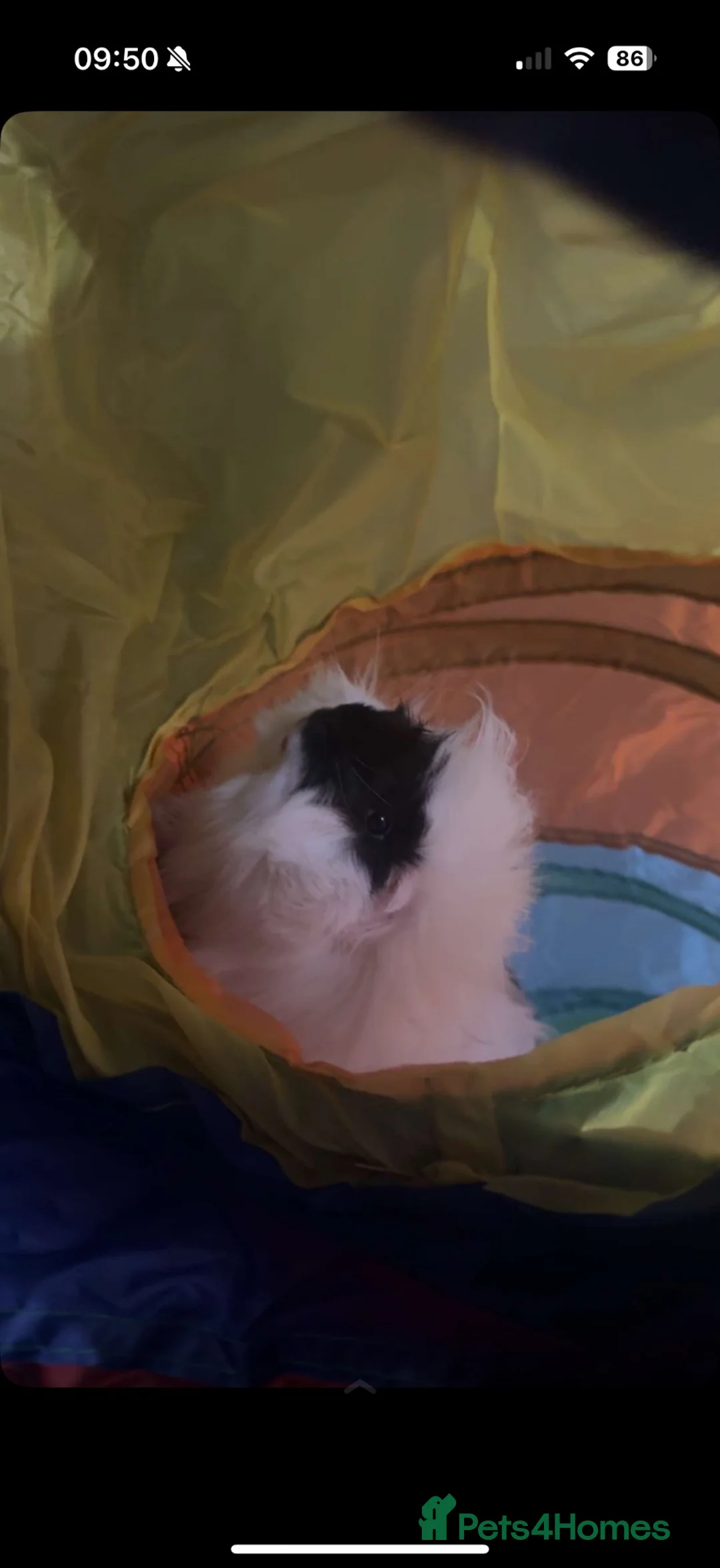 Guinea Pig rodents for sale: 2 male Guinea pigs  in Bathgate - Advert 1