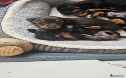 Miniature Dachshund dogs for sale: Puppy 1 boy Black & Tan  - Image 16