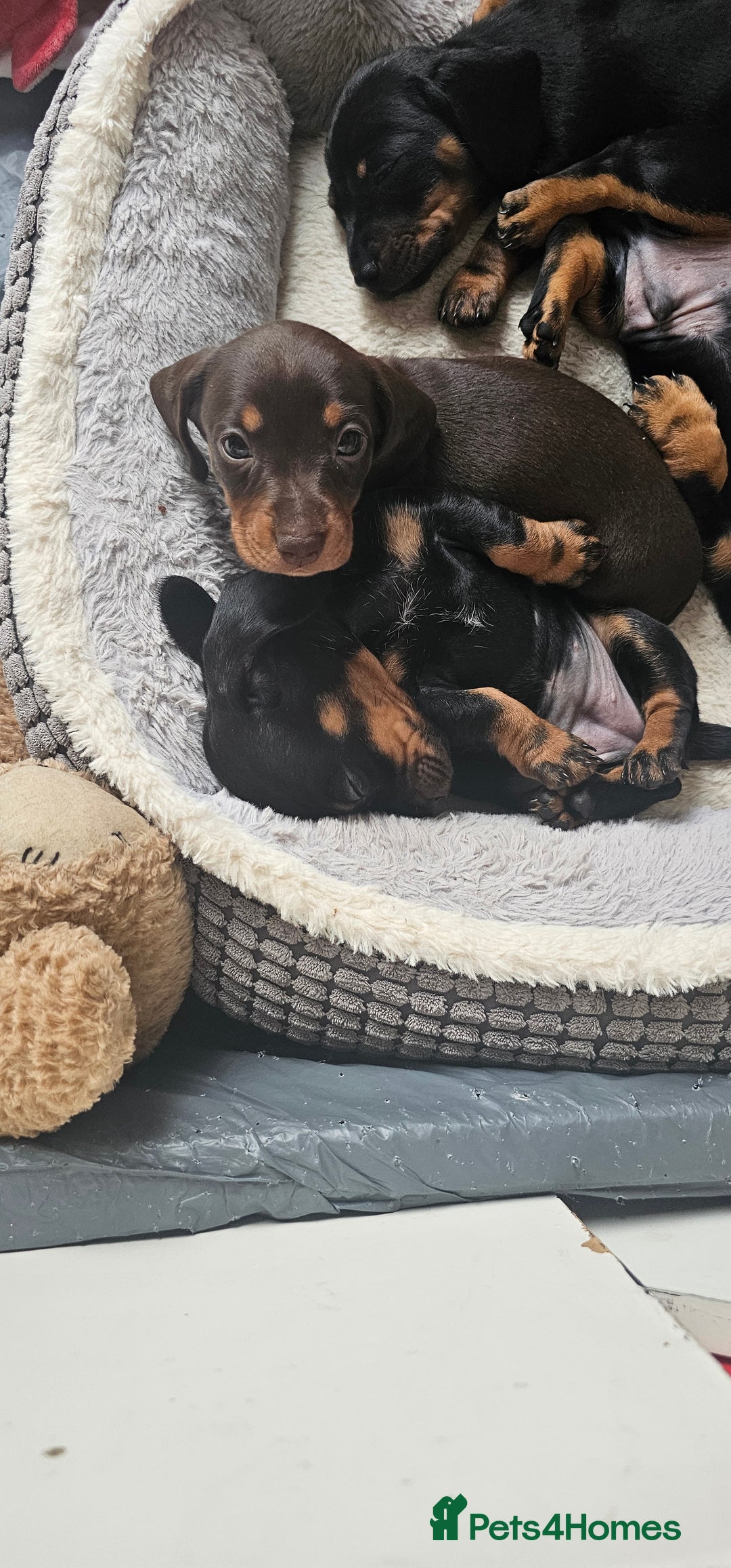 Miniature Dachshund dogs for sale: Puppy 1 boy Black & Tan  - Image 16