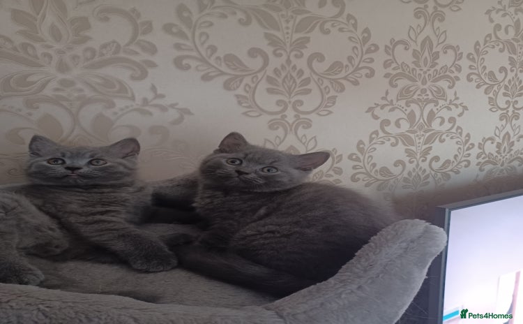 British Shorthair cats - Advert 11