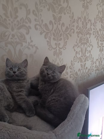 British Shorthair cats - Advert 12