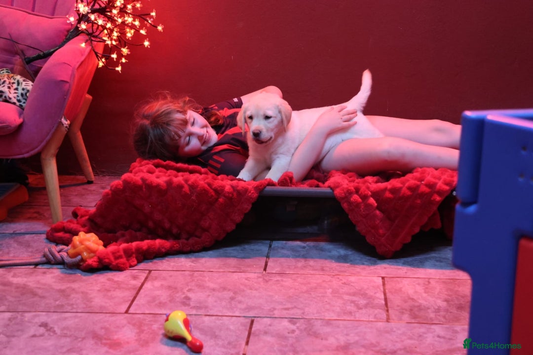 Golden Retriever dogs for sale: Health Tested, champion bloodlines Great with Kids - Advert 9