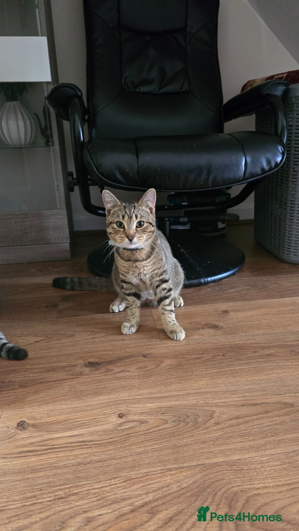 Scottish Fold cats Very beautiful and friendly cat - Advert 2