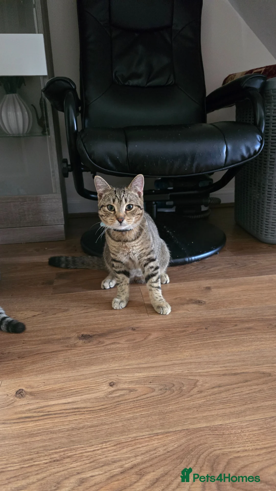 Scottish Fold cats for sale: Very beautiful and friendly cat - Advert 2