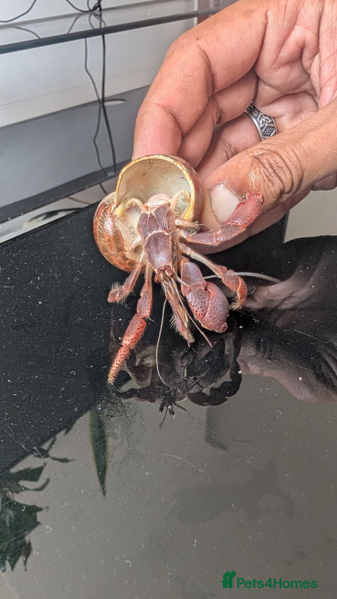 Crabs invertebrates Land Hermit crab  - Advert 13