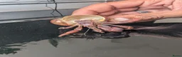 Crabs invertebrates for sale: Land Hermit crab  in Grantham - Advert 1