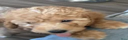 Miniature Poodle dogs for sale: 1 boy left KC registered poodles  - Advert 4