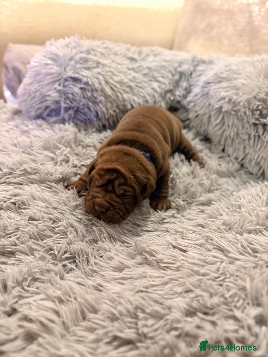 Mixed Breed dogs for sale: Gawjuss Bullpei Puppies 🐶 - Advert 18