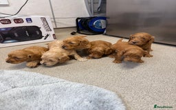Cockapoo dogs for sale: 6 F1 cockapoo puppies 💕💙 - Image 1