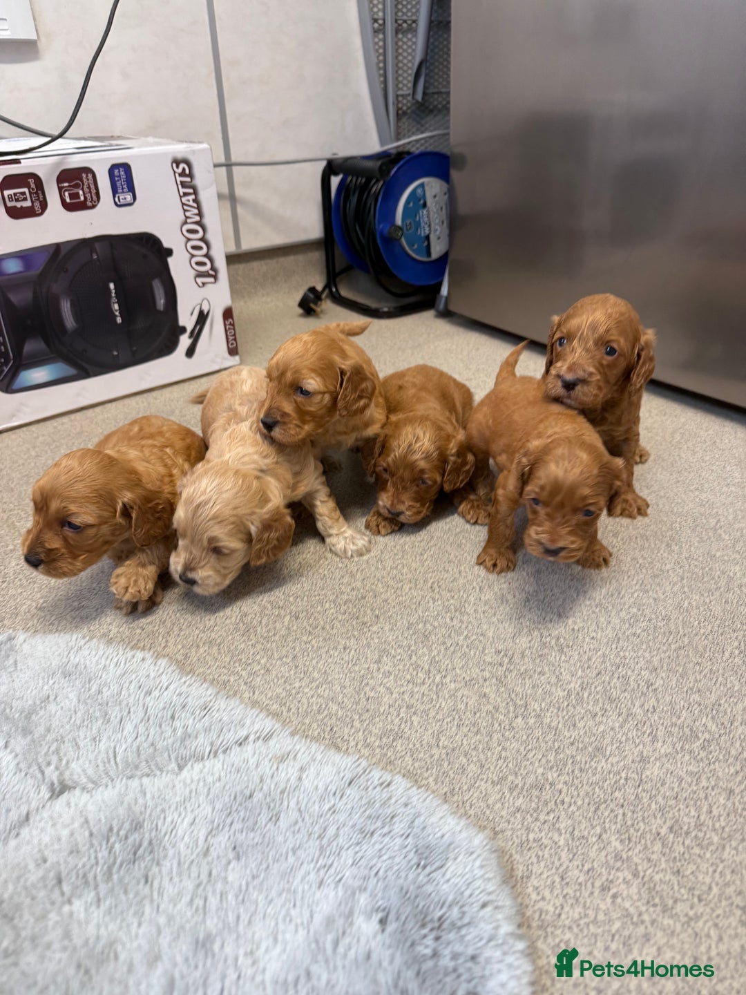 Cockapoo dogs for sale: 6 F1 cockapoo puppies 💕💙 - Image 1