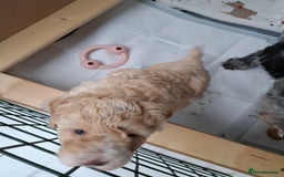 Cavapoo dogs for sale: 3 Gorgeous Cavapoo puppies - Image 8