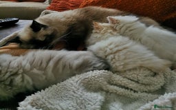 Persian cats for sale: Pedigree exotic long haired  kittens - Image 5