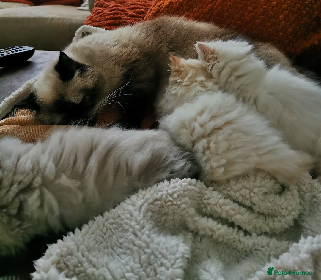 Persian cats for sale: Pedigree exotic long haired  kittens - Image 5