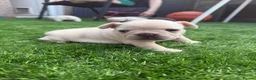 French Bulldog dogs for sale: French Bulldog Puppies - Advert 16