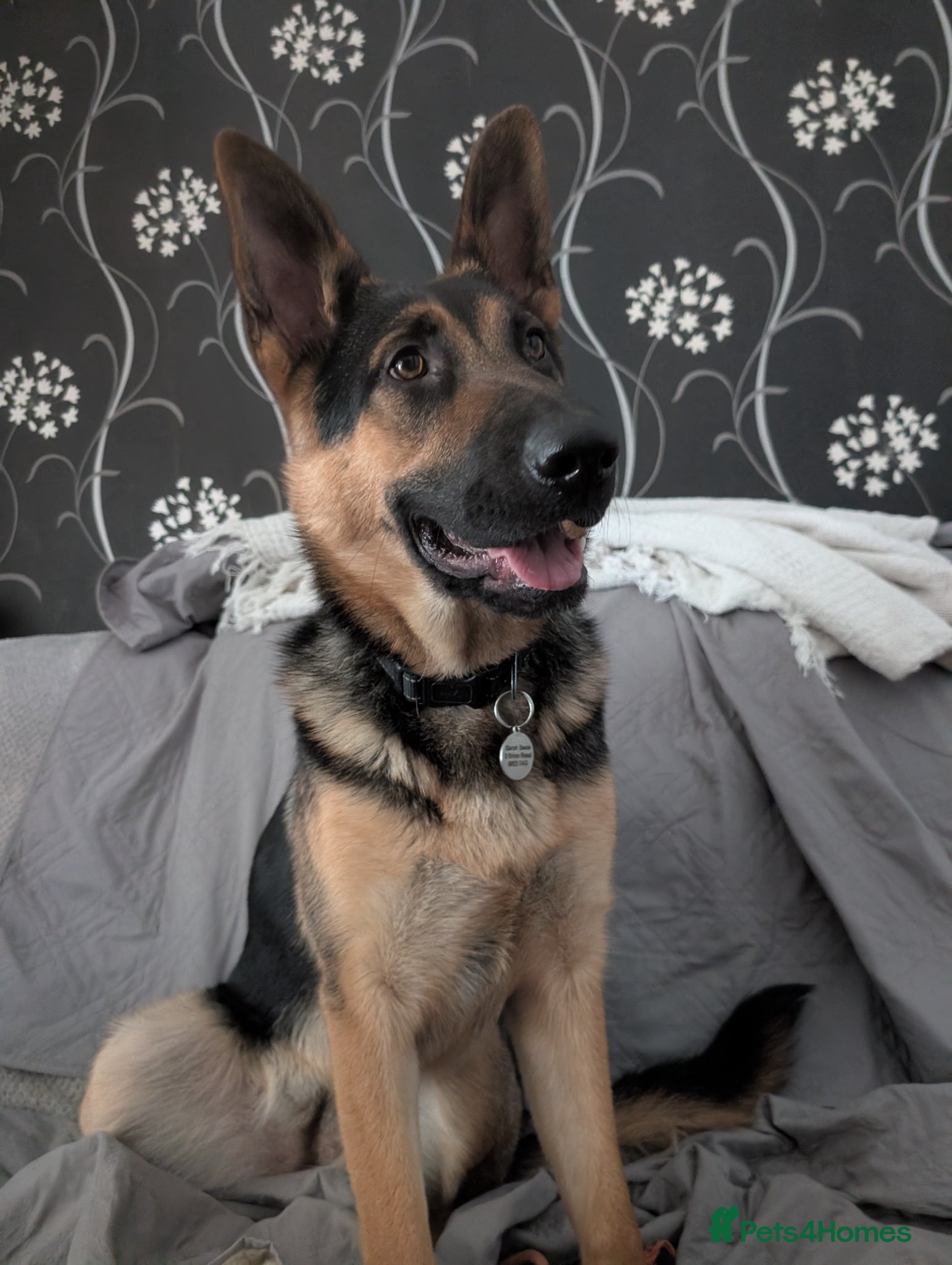 German Shepherd dogs German Shepherd Pup - Advert 3