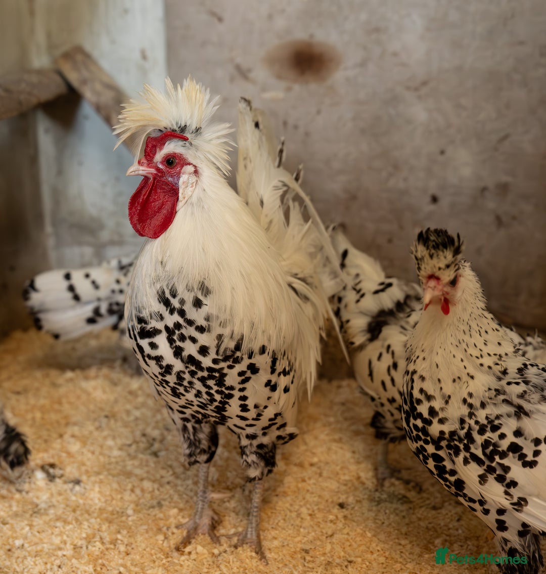 Chickens poultry for sale: Selection of stock cockerels good breeding stock - Image 3