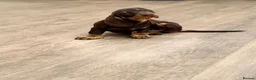 Dachshund dogs for sale: Dachshund is your friend forever  - Advert 13