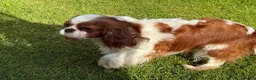Cavalier King Charles Spaniel dogs for sale: CKCS. CC/DE, EF, PRA & BVA clear. Green Doppler  - Advert 8