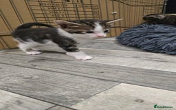 Bengal cats for sale: Bengal x tabby kittens - Image 2
