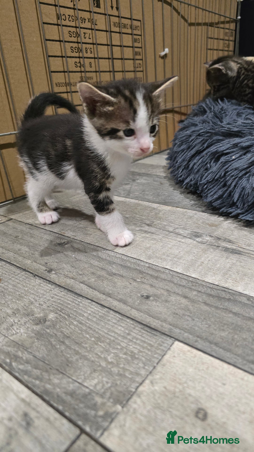Bengal cats for sale: Bengal x tabby kittens - Image 2
