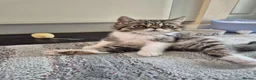 Exotic cats for sale: Exotic short hair  - Advert 19