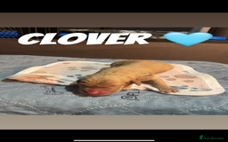 Labrador Retriever dogs for sale: Fox red Labrador puppies  - Image 9