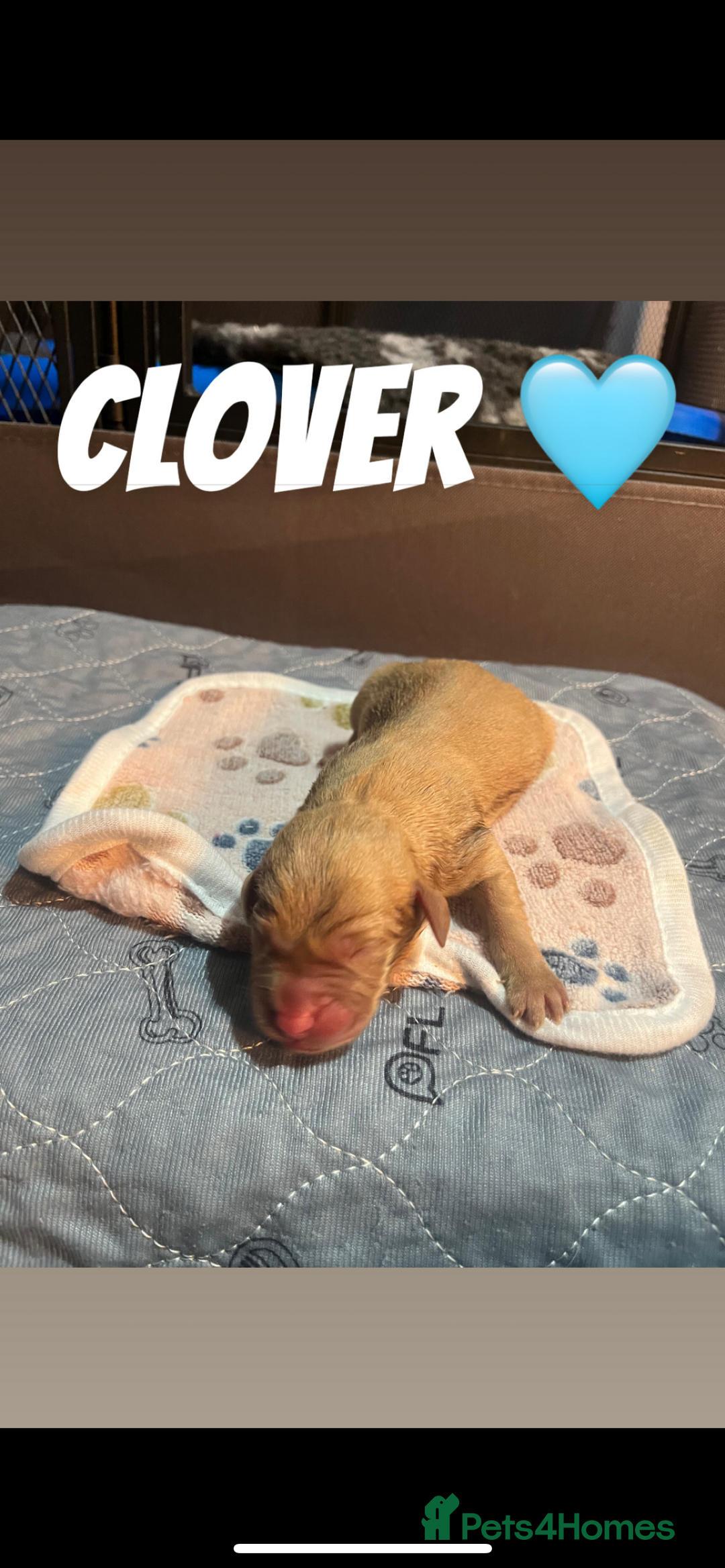 Labrador Retriever dogs for sale: Fox red Labrador puppies  - Image 9