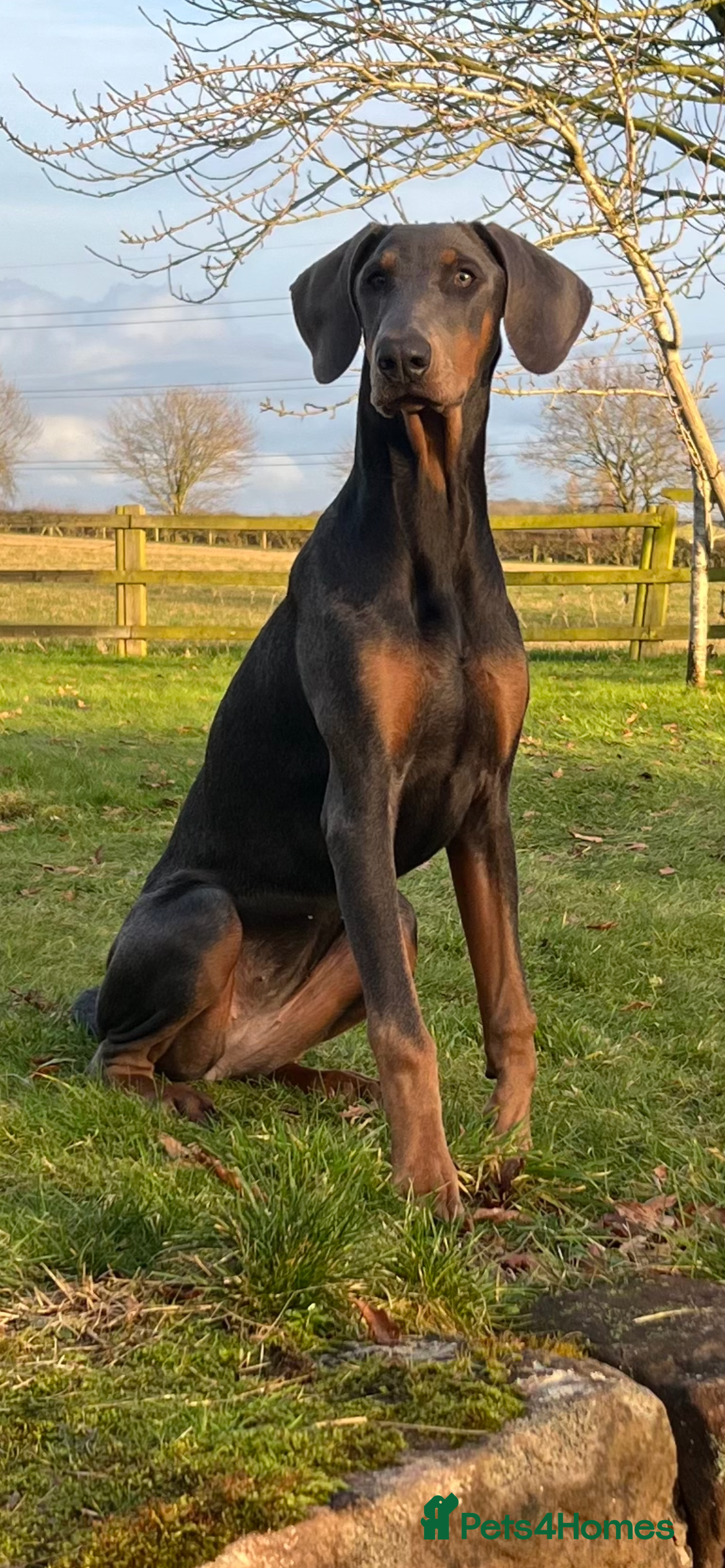Dobermann dogs Blue Female Dobermann 7 Months Old - Advert 2