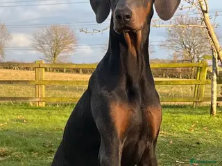 Dobermann dogs Blue Female Dobermann 7 Months Old - Advert 2