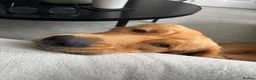 Golden Retriever dogs for sale: KC GOLDEN Retriever Boy   - Advert 6
