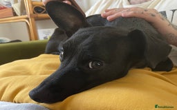 Mixed Breed dogs for sale: Jack Russell X Mixed Breed ‘Jet’ - Image 12