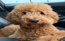 Goldendoodle dogs for stud: Showstopper Goldendoodle for stud - Image 3