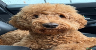 Goldendoodle dogs - Advert 5